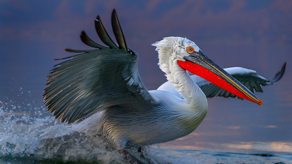 Dalmation Pelican, Lake Kerkini, Central Macdonia, Greece, Europe