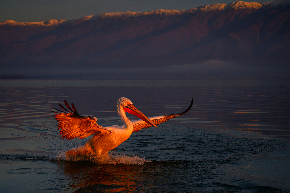 Dalmation Pelican, Lake Kerkini, Central Macdonia, Greece, Europe