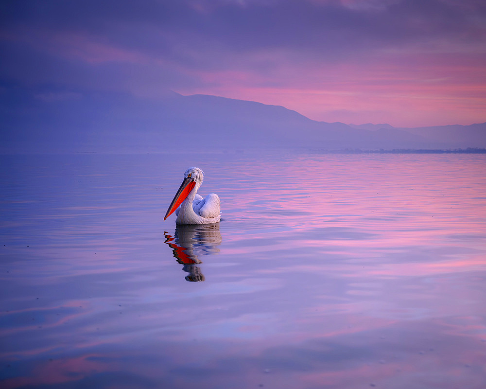 Dalmation Pelican, Lake Kerkini, Central Macdonia, Greece, Europe