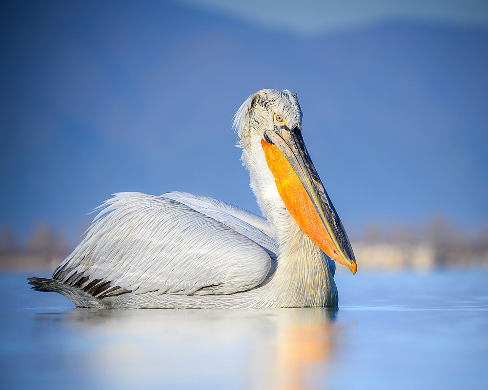 Dalmation Pelican, Lake Kerkini, Central Macdonia, Greece, Europe