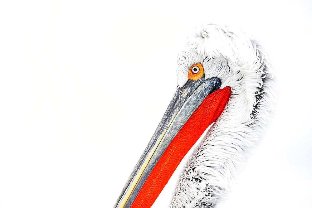 Dalmation Pelican, Lake Kerkini, Central Macdonia, Greece, Europe