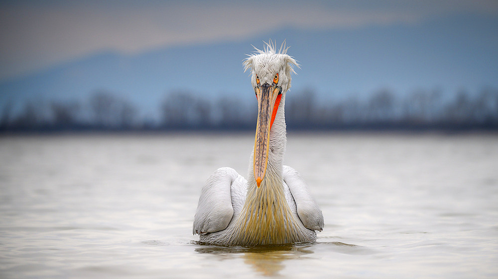 Dalmation Pelican, Lake Kerkini, Central Macdonia, Greece, Europe