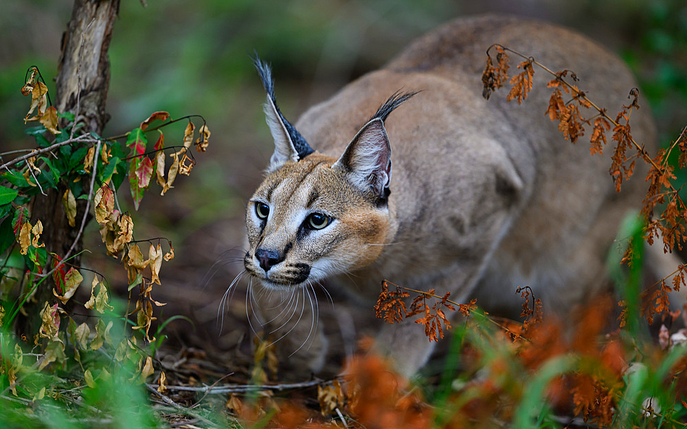 Caracal, South Africa, Africa