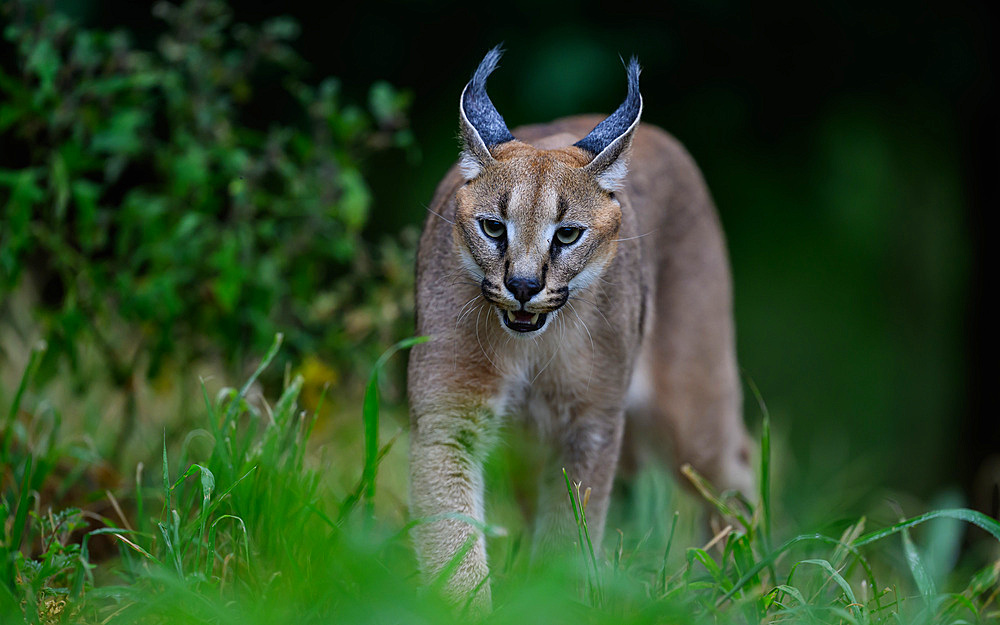 Caracal, South Africa, Africa