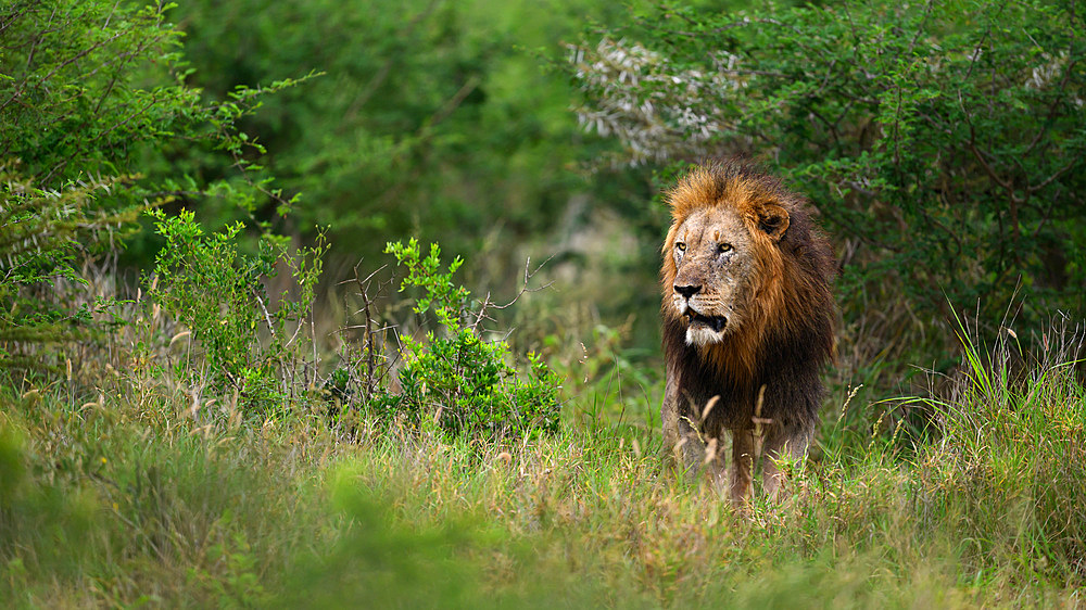 Male Lion, South Africa, Africa