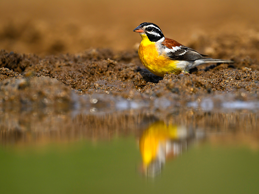 Golden Breasted Bunting, South Africa, Africa