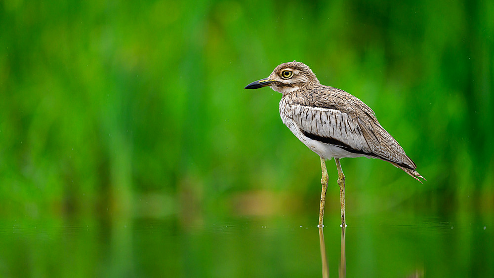 Thick-knee, South Africa, Africa