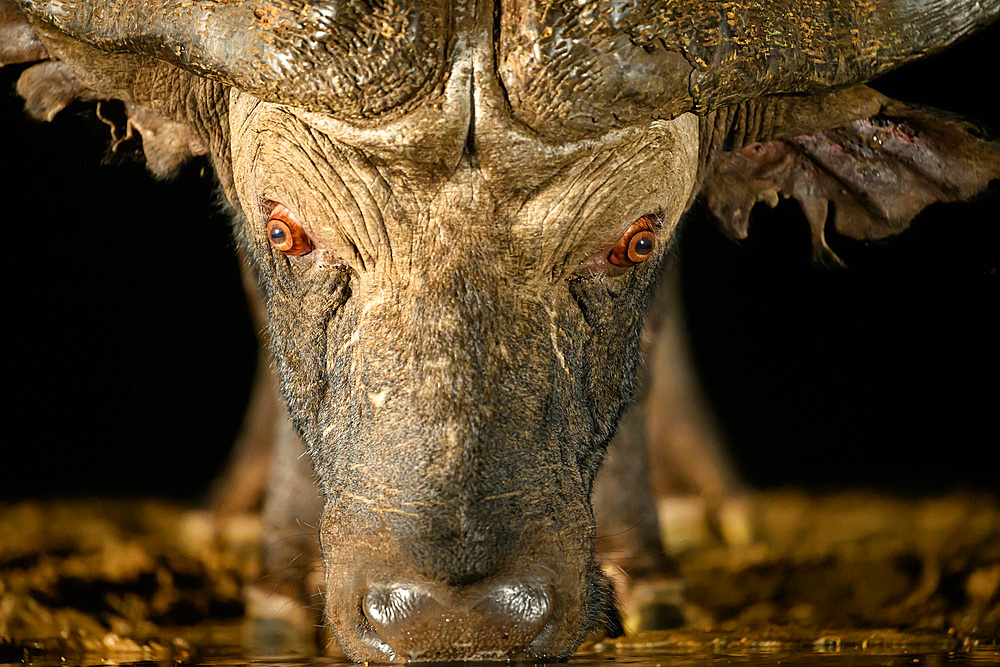 Close up of Cape Buffalo, South Africa, Africa