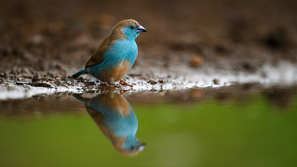 Blue Waxbill reflection, South Africa, Africa