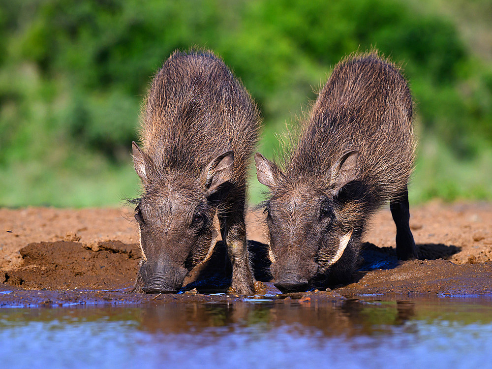 Young Warthogs drinking, South Africa, Africa