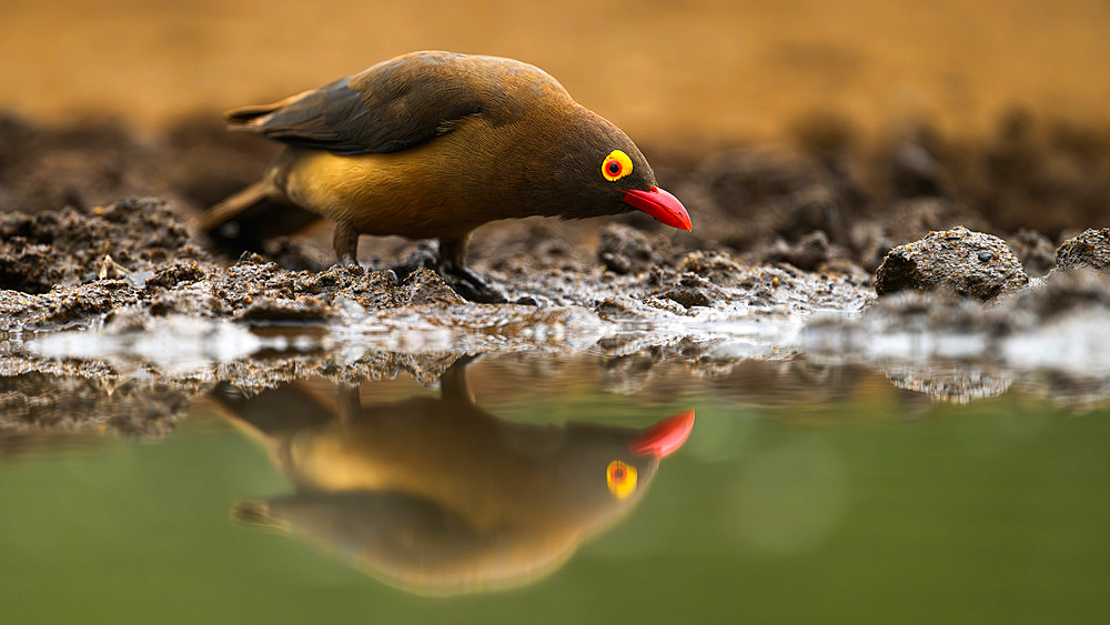 Red Billed Oxpecker, South Africa, Africa