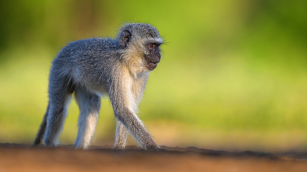 Langur (Vervet) Monkey, South Africa, Africa