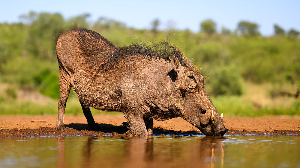 Warthog, South Africa, Africa