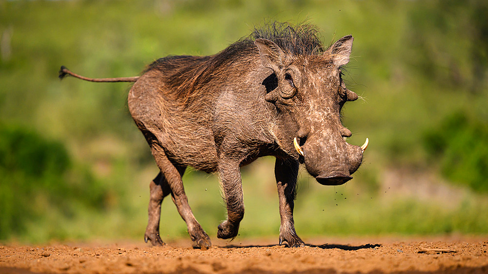 Warthog, South Africa, Africa