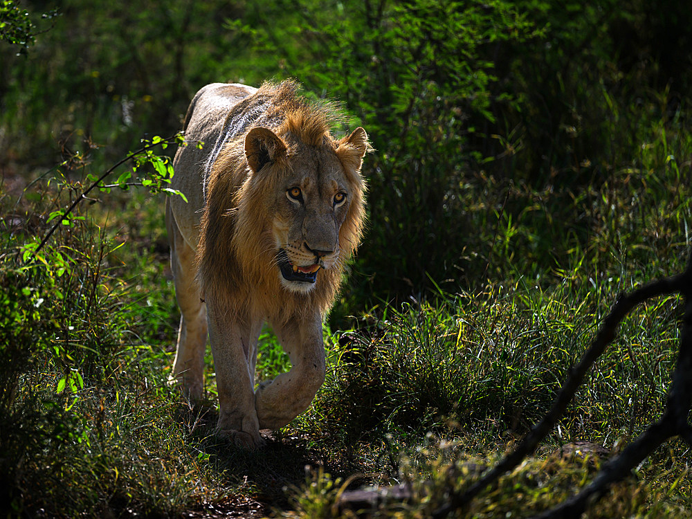 Male Lion, South Africa, Africa