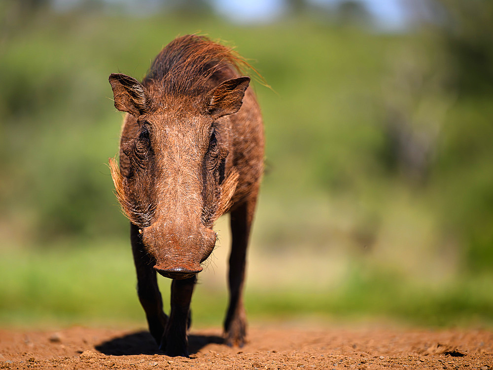 Warthog, South Africa, Africa