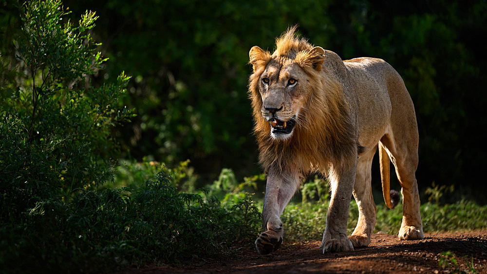 Male Lion, South Africa, Africa