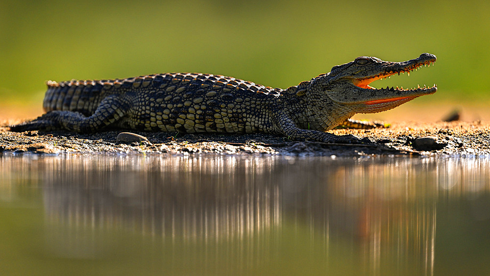 Crocodile, South Africa, Africa