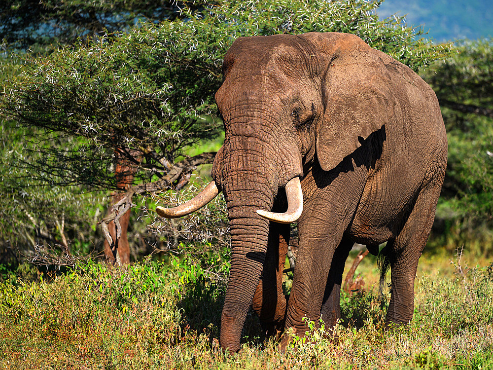 Large Bull Elephant, South Africa, Africa