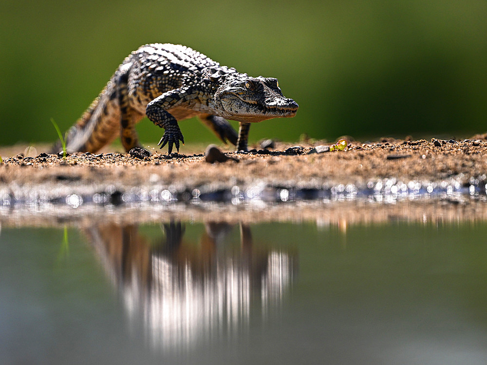 Crocodile on the march, South Africa, Africa