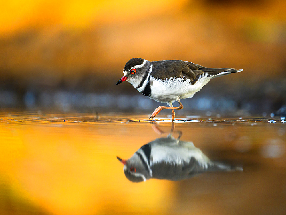 Three Banded Plover, South Africa, Africa