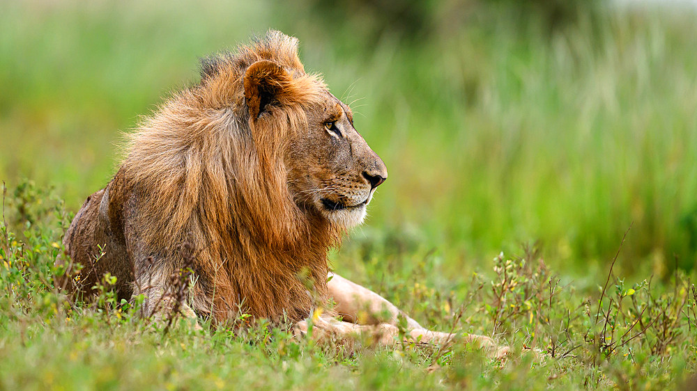 Lions, South Africa, Africa