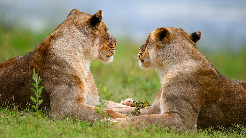 Lions, South Africa, Africa