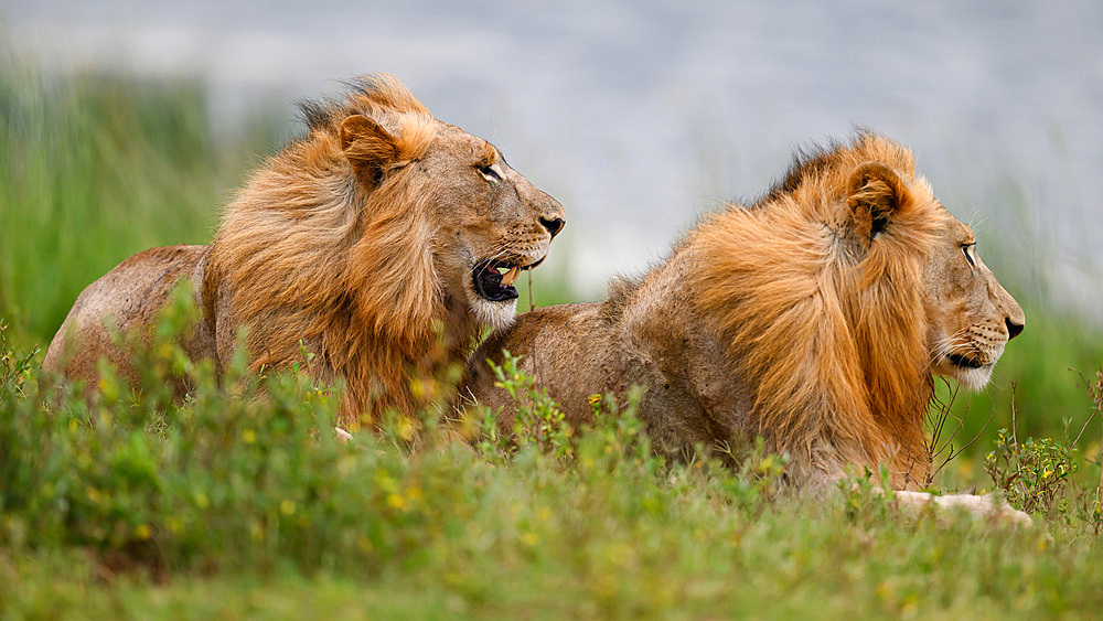 Lions, South Africa, Africa