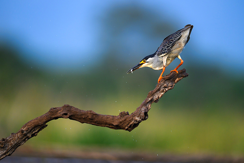 Night Heron, South Africa, Africa