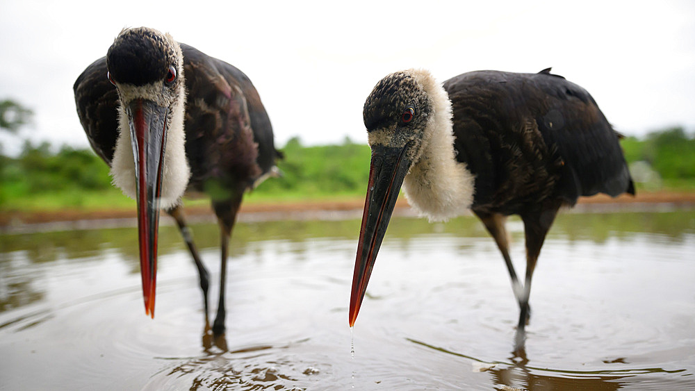 Woolly Necked Storks, South Africa, Africa