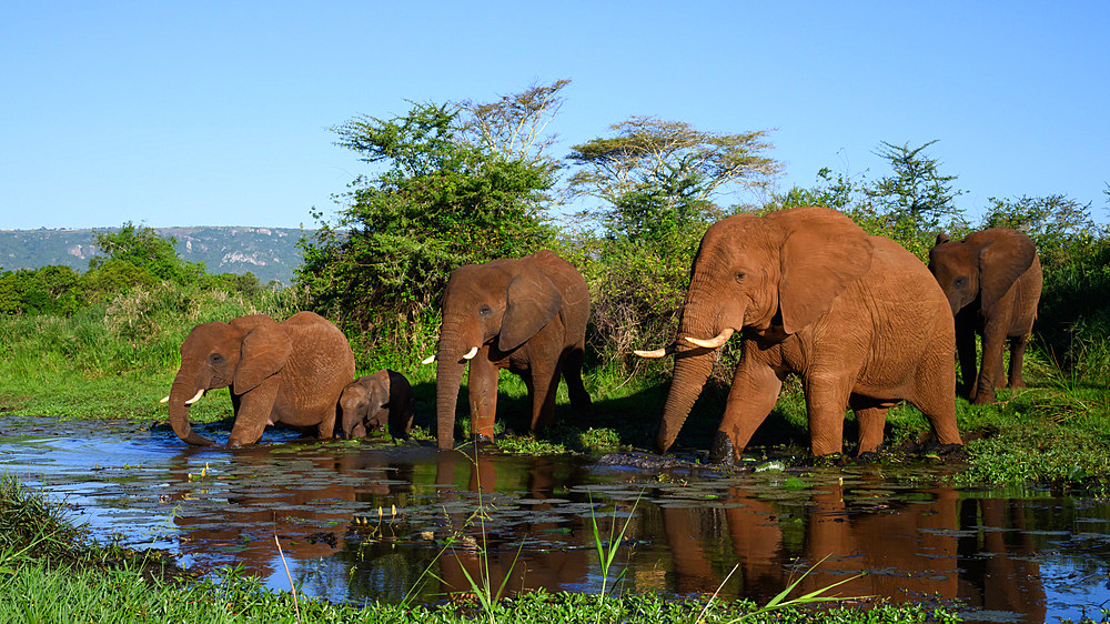 African Elephants crossing stream, South Africa, Africa