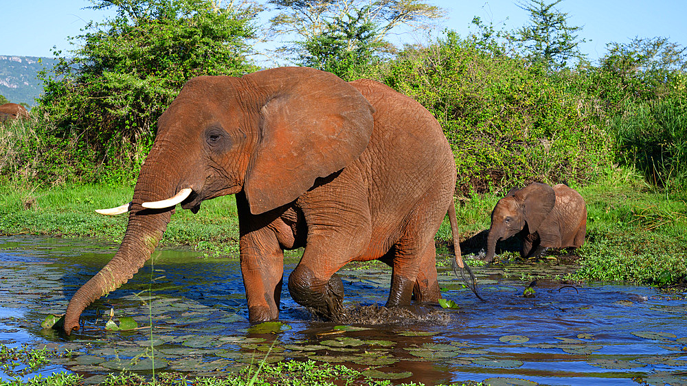 African Elephants crossing stream, South Africa, Africa