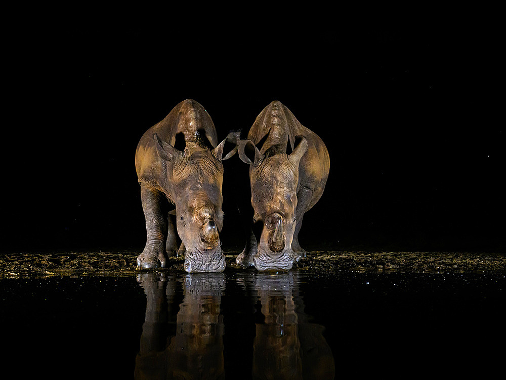 White Rhino at waterhole, South Africa, Africa