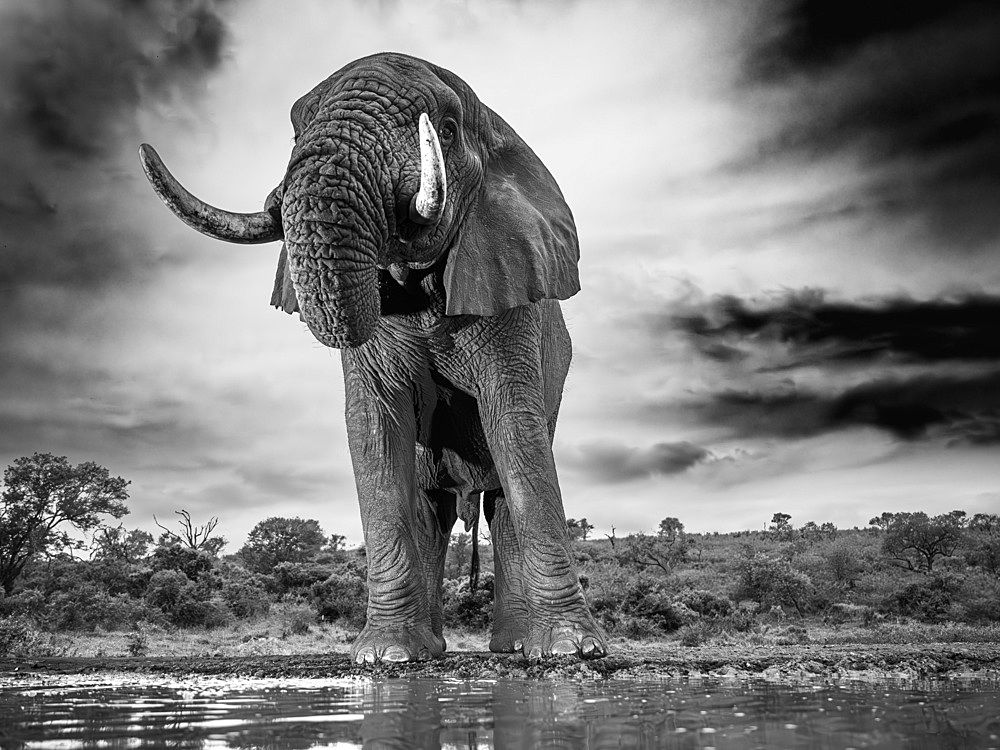 African Elephant at waterhole, South Africa, Africa