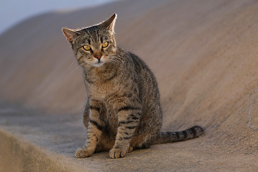 Cat, Santorini, Cyclades, Greek Islands, Greece, Europe