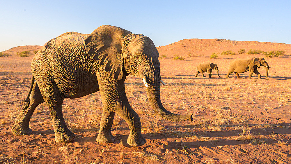 Desert Adapted African Elephant, Namibia, Africa