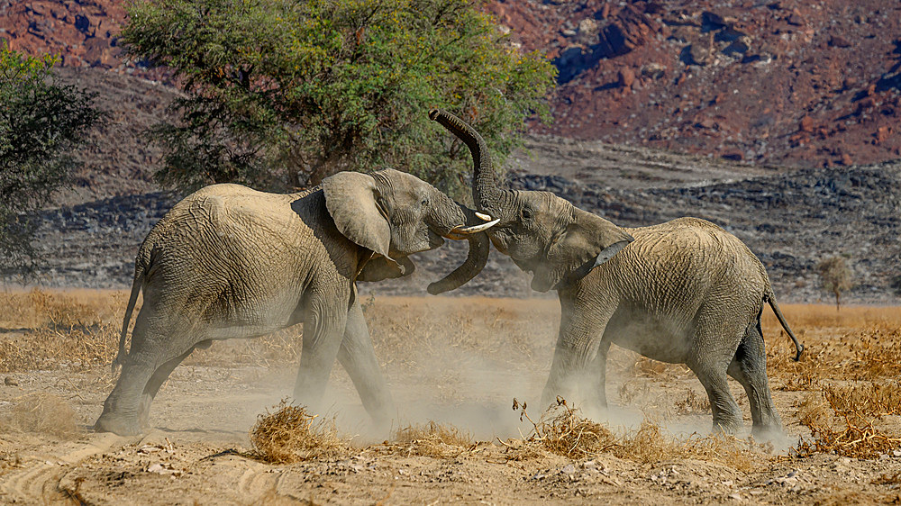 Desert Adapted African Elephant, Namibia, Africa