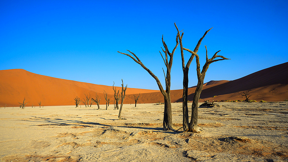 Deadvlei (Dead Vlei), Namib-Naukluft Park, Namibia, Africa