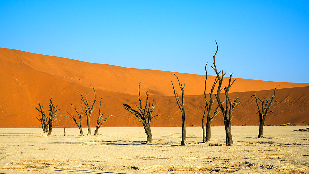 Deadvlei (Dead Vlei), Namib-Naukluft Park, Namibia, Africa