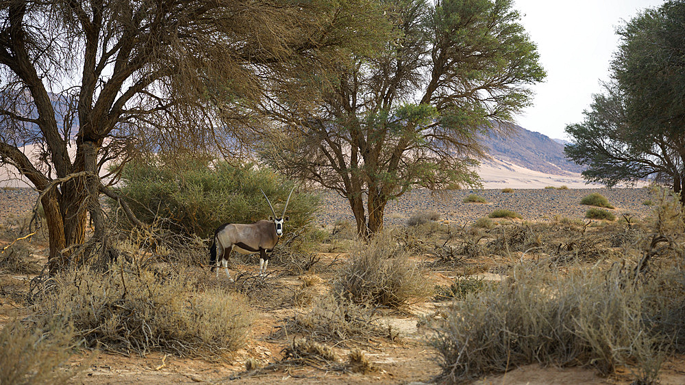 Oryx in dry river bed, Namibia, Africa