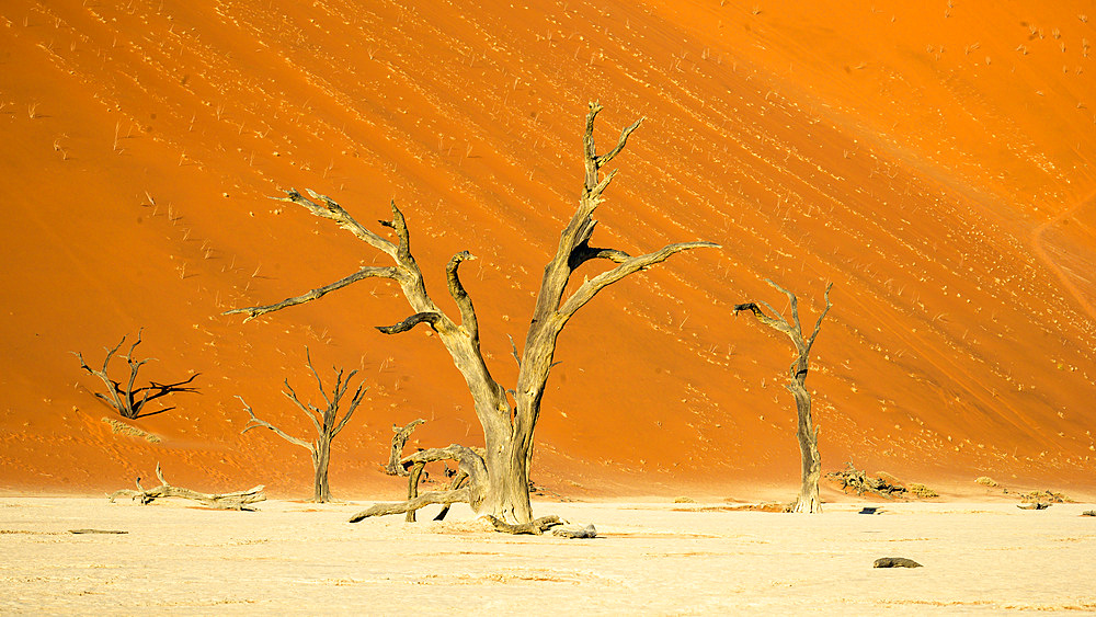 Deadvlei (Dead Vlei), Namib-Naukluft Park, Namibia, Africa