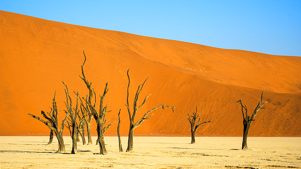 Deadvlei (Dead Vlei), Namib-Naukluft Park, Namibia, Africa