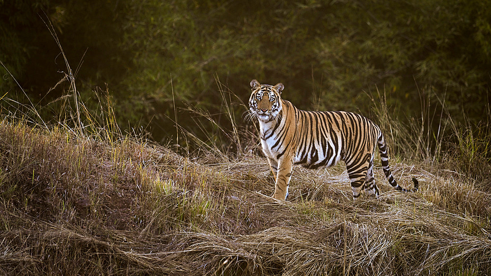 Royal Bengal Tiger, India, Asia