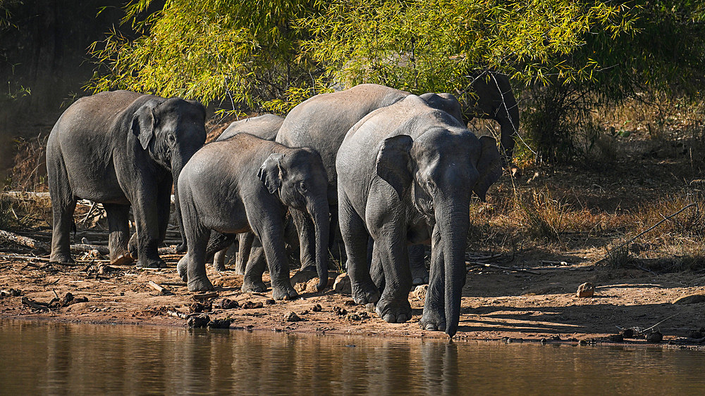 Asian elephants, India, Asia