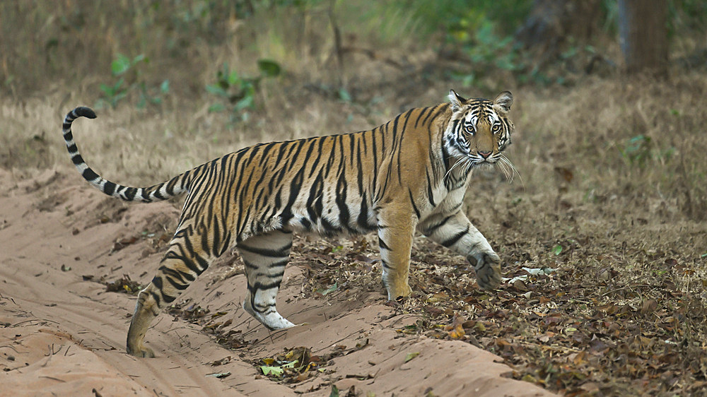 Royal Bengal Tiger, India, Asia