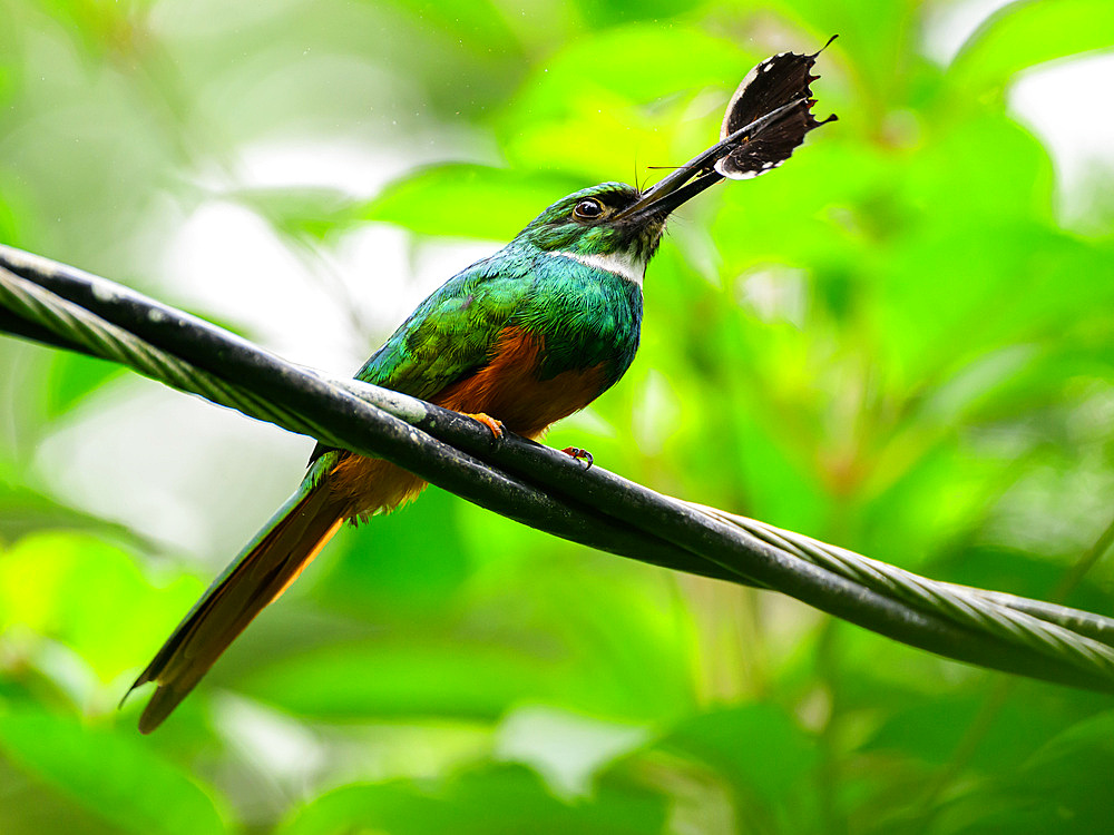 Rufous Tailed Jacamar, Costa Rica, Central America