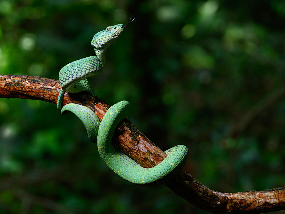 Pit Viper, Costa Rica, Central America