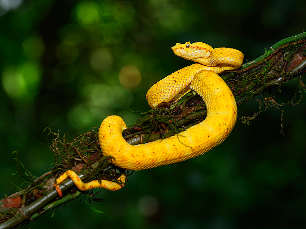 Eyelash Viper, Costa Rica, Central America