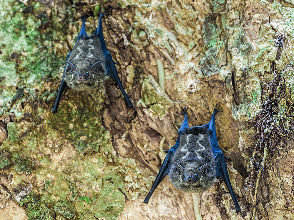 Long nosed bat, Costa Rica, Central America