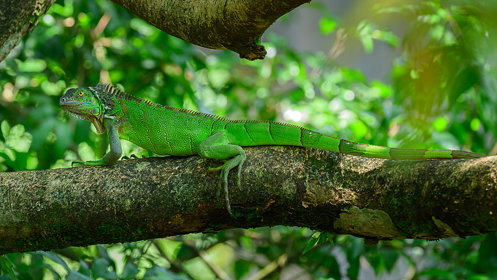 Green Iguana, Costa Rica, Central America